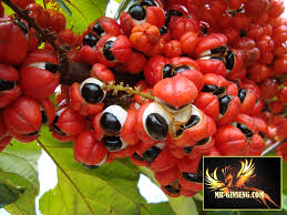 GELULES GUARANA