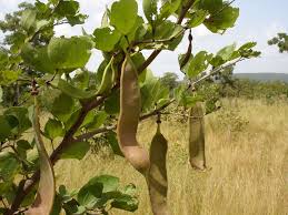Poudre de NguiGuiss  pilostigma reticulatum