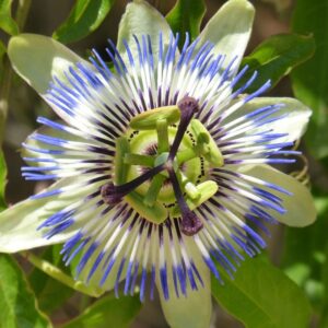 Passiflore 25g