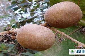 Poudre de Neew - Pommier du Cayor 100g