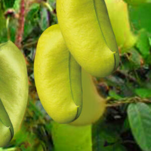 gélules griffonia
