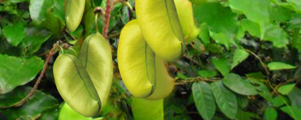 gélules griffonia